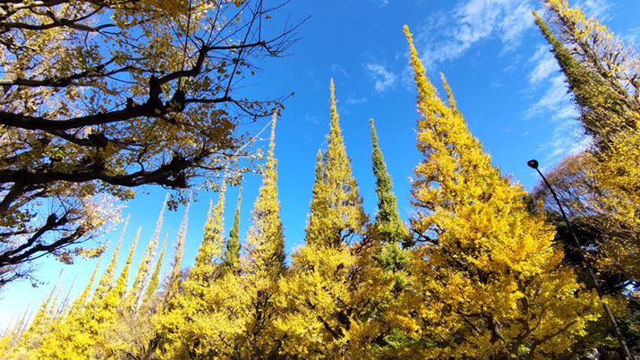 Photographed a row of ginkgo trees during the day. The yellow leaves of ginkgo and the blue sky are quite vivid, but there is no big difference from the impression with the naked eye.The surrounding area is a little rough