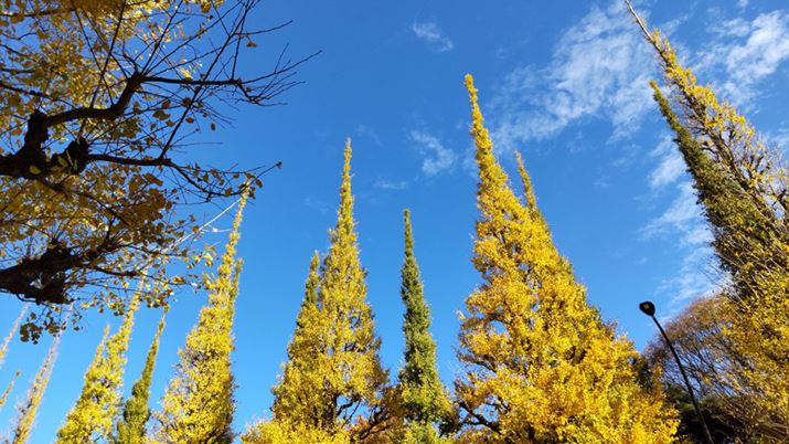 Switch the same scene as above to the standard camera and shoot. The details of the leaves are well reproduced.Also, there is little difference in color tone due to switching cameras.