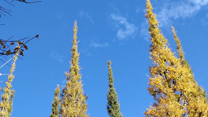 Switch the same scene as above to the telephoto camera and shoot. The tone is consistent even when switching cameras.In addition, I focused on the ginkgo tree on the left side of the center, but it seems that it is in focus on the sky in the background.