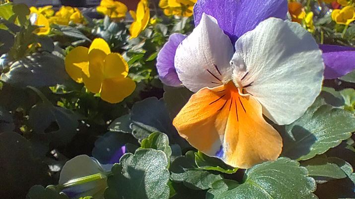 }NJŃpW[ڎʁA߂̕Ă̂̔ʑ̂Ԃ͌ȂB190fƒfŔʊE[x󂢂A邢OȂǂȂ}NBe\Ɋy߂