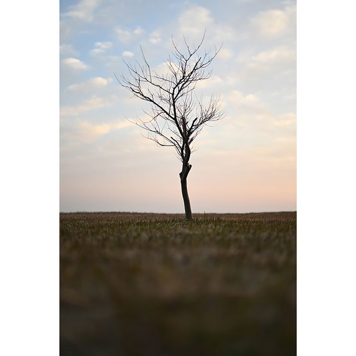 Z 7IIANIKKOR Z 50mm f/1.2 SAF1.3A1/640bAISO64AWBFRI[gAsN`[Rg[FX^_[hAANeBuD-CeBOFȂABlbgRg[FWAܕ␳FA䂪ݕ␳FAJPEG