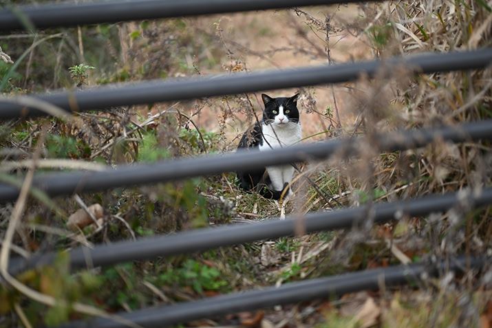 Z 7IIANIKKOR Z 50mm f/1.2 SAF1.2A1/800bAISO64AWBFRI[gAsN`[Rg[FX^_[hAANeBuD-CeBOFȂABlbgRg[FWAܕ␳FA䂪ݕ␳FAJPEG