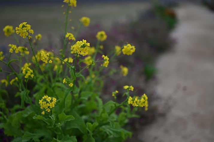 Z 7IIANIKKOR Z 50mm f/1.2 SAF1.2A1/1250bAISO64AWBFI[g1AsN`[Rg[FX^_[hAANeBuD-CeBOFȂABlbgRg[FWAܕ␳FA䂪ݕ␳FAJPEG