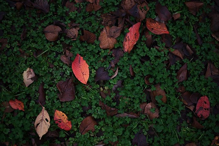 Z 7IIANIKKOR Z 50mm f/1.2 SAF1.2A1/1600bAISO64AWBFI[g1AsN`[Rg[FX^_[hAANeBuD-CeBOFȂABlbgRg[FWAܕ␳FA䂪ݕ␳FARAWiCapture NX-DŖ邳𒲐j