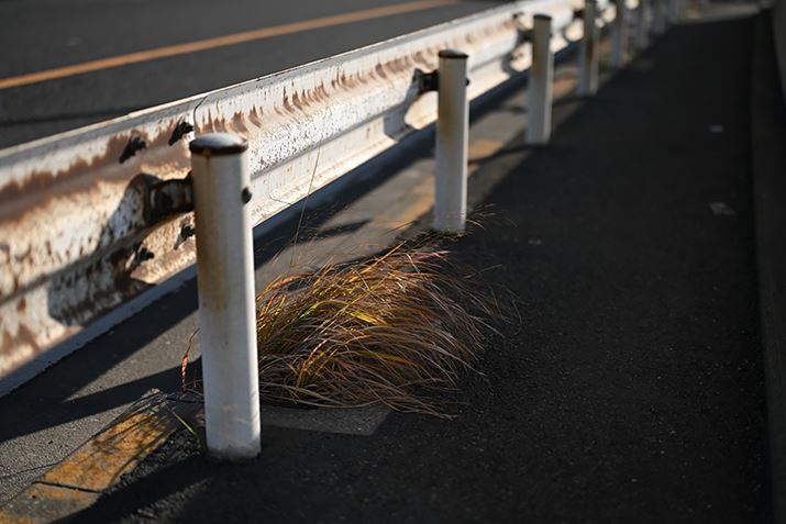 Z 7IIANIKKOR Z 50mm f/1.2 SAF1.2A1/4000bAISO64AWBFRI[gAsN`[Rg[FX^_[hAANeBuD-CeBOFȂABlbgRg[FWAܕ␳FA䂪ݕ␳FAJPEG