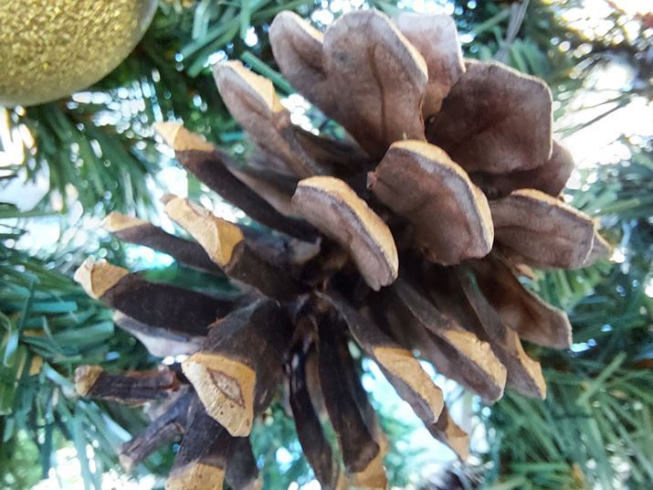 40mm�̎��ߋ����܂Ŋ���ĎB���}�N���J�����B���ڂ������ڎʂ������A�g�߂Ȃ��̂ł��ڎʎB�e���ƈقȂ�����ۂ̎d�オ��ɂȂ�