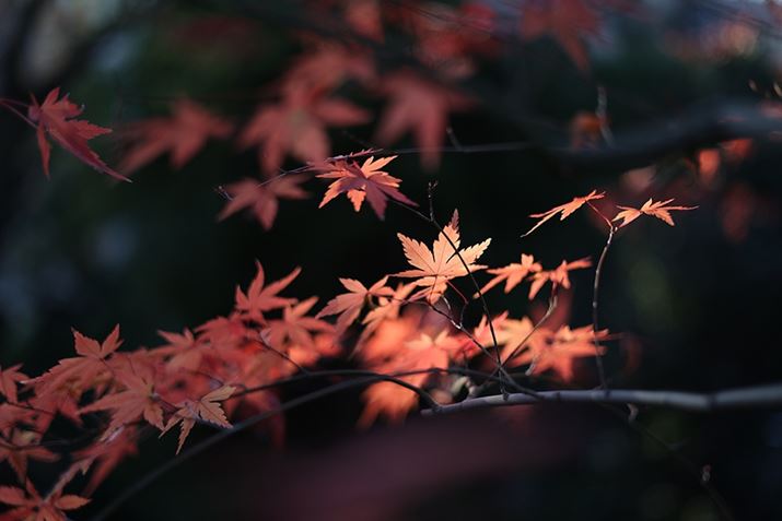 EOS R6ARF50mm F1.8 STMAISO100AF1.8A1/640bAzCgoXFI[gi͋CDjAsN`[X^CFX^_[hAI[gCeBOIveB}CUFWAӌʕ␳FAcȎ␳FȂAfW^YIveB}CUFiWjAJPEGBeʐ^i5472×3648A3.7MBj