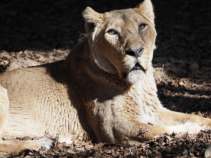 E-M1 Mark IIIAM.ZUIKO DIGITAL ED 100-400mm F5.0-6.3 ISA400mmi35mmZ800mmjAISO200AF6.3A1/200bAzCgoXFI[gAsN`[[hFNaturalAKFWAJPEGBeʐ^i5184×3888A11.2MBj