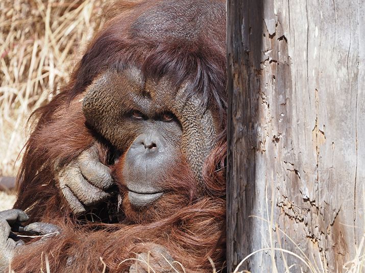 E-M1 Mark IIIAM.ZUIKO DIGITAL ED 100-400mm F5.0-6.3 ISA400mmi35mmZ800mmjAISO200AF6.3A1/200bAzCgoXFI[gAsN`[[hFNaturalAKFWAJPEGBeʐ^i5184×3888A12.3MBj