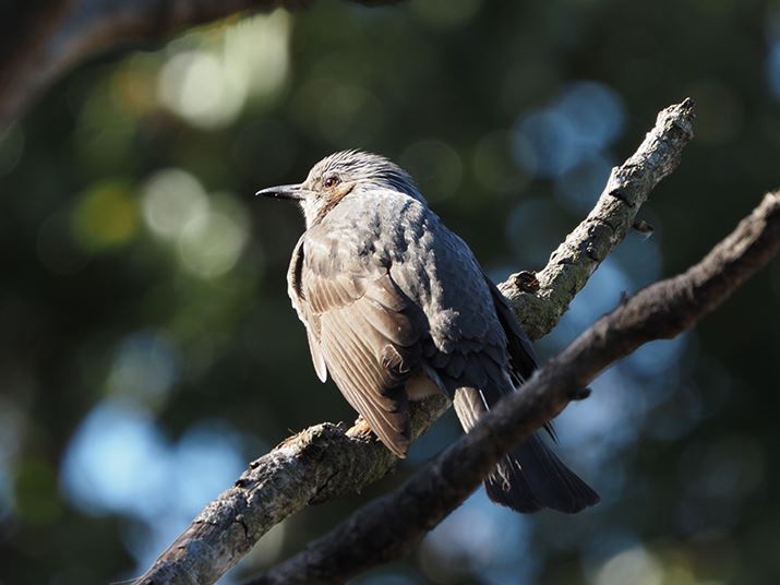 E-M1 Mark IIIAM.ZUIKO DIGITAL ED 100-400mm F5.0-6.3 ISAeRo[^[MC-20gpA800mmi35mmZ1600mmjAISO200AF13A1/40bAzCgoXFI[gAsN`[[hFNaturalAKFWAJPEGBeʐ^i5184×3888A8.4MBj