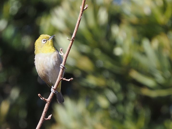 E-M1 Mark IIIAM.ZUIKO DIGITAL ED 100-400mm F5.0-6.3 ISAeRo[^[MC-20gpA800mmi35mmZ1600mmjAISO4000AF13A1/1000bAzCgoXFI[gAsN`[[hFNaturalAKFWAJPEGBeʐ^i5184×3888A11.1MBj