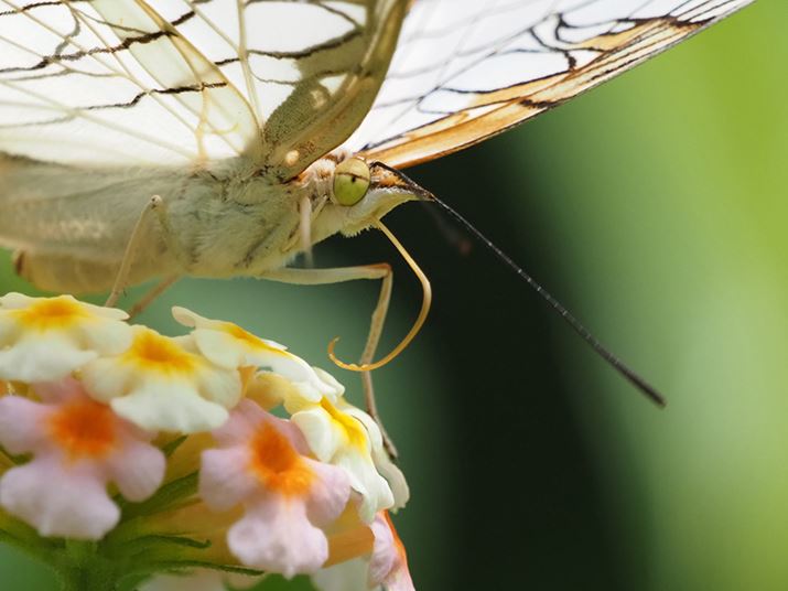 E-M1 Mark IIIAM.ZUIKO DIGITAL ED 100-400mm F5.0-6.3 ISAeRo[^[MC-20gpA800mmi35mmZ1600mmjAISO2000AF13A1/500bAzCgoXFI[gAsN`[[hFNaturalAKFWAJPEGBeʐ^i5184×3888A8.6MBj