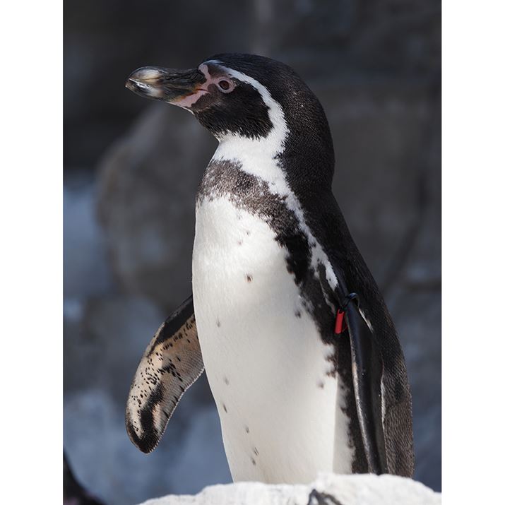 E-M1 Mark IIIAM.ZUIKO DIGITAL ED 100-400mm F5.0-6.3 ISA314mmi35mmZ628mmjAISO200AF6.3A1/400bAzCgoXFI[gAsN`[[hFNaturalAKFWAJPEGBeʐ^i3888×5184A7.9MBj