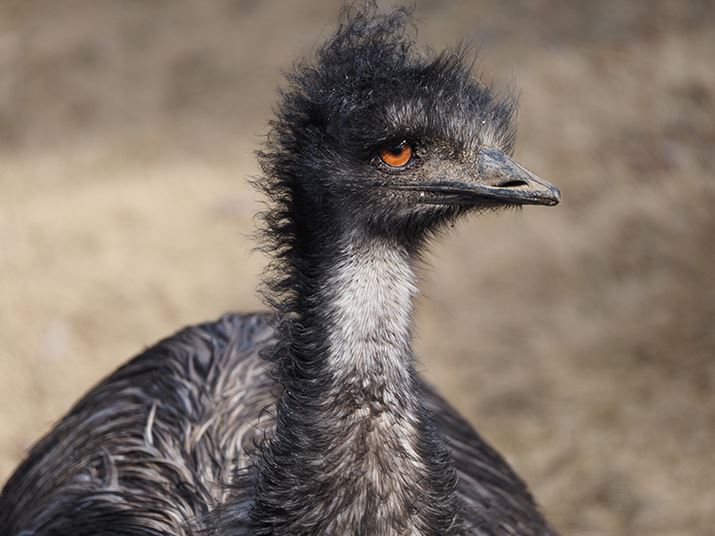 E-M1 Mark IIIAM.ZUIKO DIGITAL ED 100-400mm F5.0-6.3 ISA123mmi35mmZ246mmjAISO200AF6.3A1/320bAzCgoXFI[gAsN`[[hFNaturalAKFWAJPEGBeʐ^i5184×3888A14.2MBj