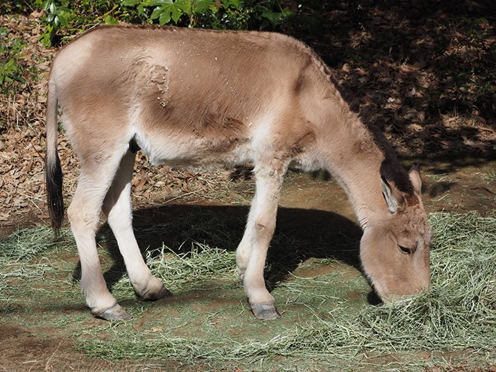 E-M1 Mark IIIAM.ZUIKO DIGITAL ED 100-400mm F5.0-6.3 ISA400mmi35mmZ800mmjAISO200AF6.3A1/640bAzCgoXFI[gAsN`[[hFNaturalAKFWAJPEGBeʐ^i5184×3888A7.9MBj