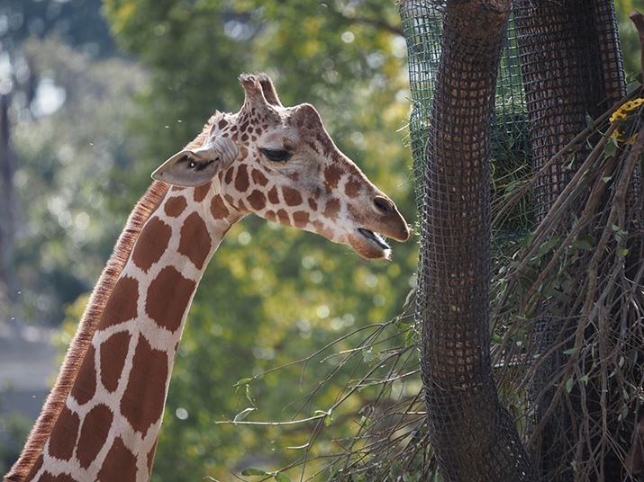 E-M1 Mark IIIAM.ZUIKO DIGITAL ED 100-400mm F5.0-6.3 ISA400mmi35mmZ800mmjAISO200AF6.3A1/160bAzCgoXFI[gAsN`[[hFNaturalAKFWAJPEGBeʐ^i5184×3888A10.3MBj