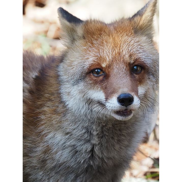 E-M1 Mark IIIAM.ZUIKO DIGITAL ED 100-400mm F5.0-6.3 ISA400mmi35mmZ800mmjAISO5000AF6.3A1/1250bAzCgoXFI[gAsN`[[hFNaturalAKFWAJPEGBeʐ^i3888×5184A11.3MBj