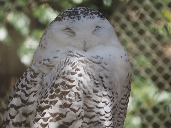 E-M1 Mark IIIAM.ZUIKO DIGITAL ED 100-400mm F5.0-6.3 ISA400mmi35mmZ800mmjAISO200AF6.3A1/100bAzCgoXFI[gAsN`[[hFNaturalAKFWAJPEGBeʐ^i5184×3888A7.9MBj