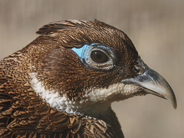 E-M1 Mark IIIAM.ZUIKO DIGITAL ED 100-400mm F5.0-6.3 ISA400mmi35mmZ800mmjAISO200AF8A1/250bAzCgoXFI[gAsN`[[hFNaturalAKFWAJPEGBeʐ^i5184×3888A10.5MBj