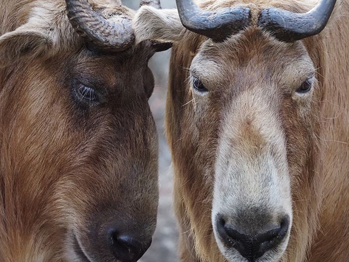 E-M1 Mark IIIAM.ZUIKO DIGITAL ED 100-400mm F5.0-6.3 ISA400mmi35mmZ800mmjAISO6400AF6.3A1/500bAzCgoXFI[gAsN`[[hFNaturalAKFWAJPEGBeʐ^i5184×3888A12.1MBj