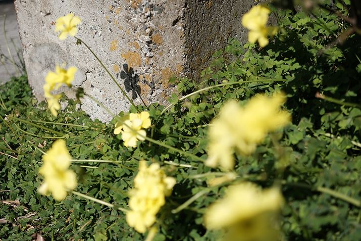 X-E4AXF27mmF2.8 R WRA27mmi35mmZ41mmjAISO160AF2.8A1/2500bAzCgoXFAtBV~[VFNVbNN[A_Ci~bNWF100AJPEGBeʐ^i6240×4160A11.2MBj