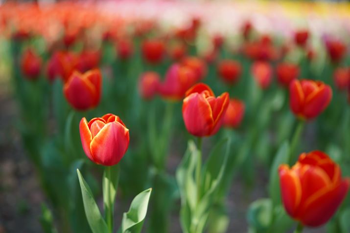 7R IVAFE 35mm F1.4 GMAF1.4A1/1600bAISO100AzCgoXFI[giDݒFWjANGCeBuX^CFX^_[hADWIveB}CU[FI[gAcȎ␳FI[gA{F␳FI[gAӌ␳FI[gAJPEGBeʐ^i9504×6336A29.8MBj