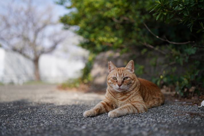 7R IVAFE 35mm F1.4 GMAF1.4A1/5000bAISO100AzCgoXFI[giDݒFWjANGCeBuX^CFX^_[hADWIveB}CU[FI[gAcȎ␳FI[gA{F␳FI[gAӌ␳FI[gAJPEGBeʐ^i9504×6336A32.0MBj