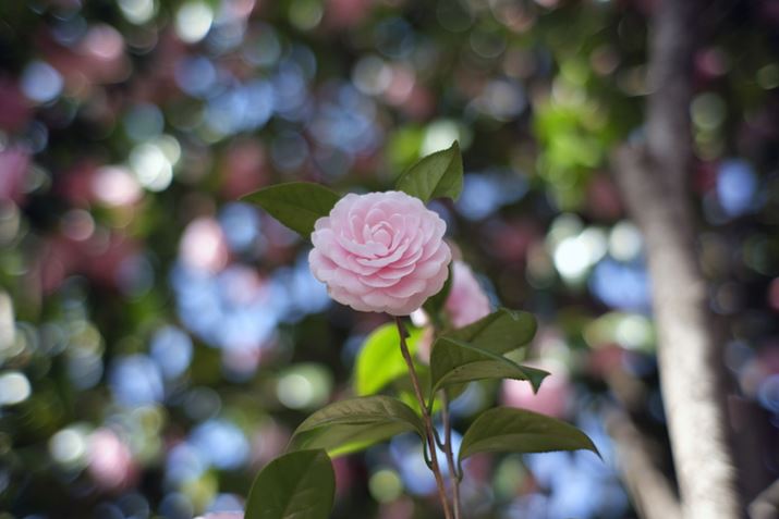 I[hYɋ߂{P̑aYBwi邳V`G[VŗɂȂ