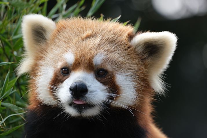 X-S10AXF70-300mmF4-5.6 R LM OIS WRA300mmi35mmZ457mmjAISO400AF6.4A1/100bAzCgoXFI[gAtBV~[VFPROVIA/X^_[hA_Ci~bNWF100AJPEGBeʐ^i6240×4160A13.1MBj