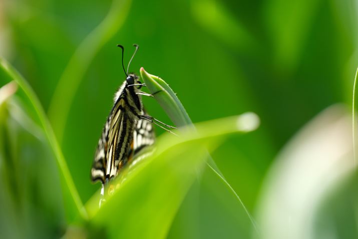 X-S10AXF70-300mmF4-5.6 R LM OIS WRA300mmi35mmZ457mmjAISO160AF5.6A1/160bAzCgoXFI[gAtBV~[VFPROVIA/X^_[hA_Ci~bNWF100AJ[N[EGtFNgFAJPEGBeʐ^i6240×4160A11.3MBj