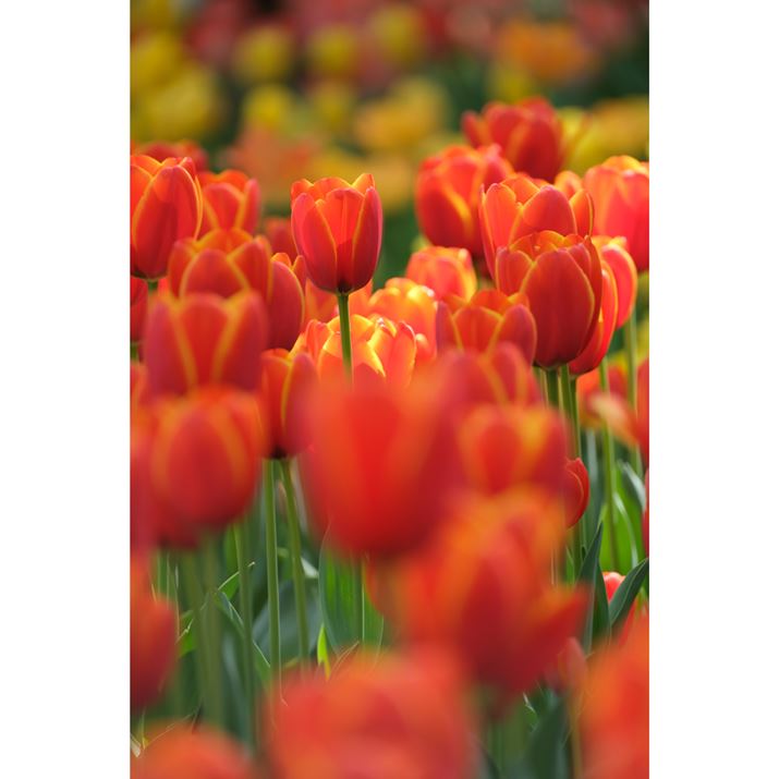 X-S10AXF70-300mmF4-5.6 R LM OIS WRA300mmi35mmZ457mmjAISO160AF5.6A1/160bAzCgoXFI[gAtBV~[VFPROVIA/X^_[hA_Ci~bNWF100AJ[N[EGtFNgFAJPEGBeʐ^i4160×6240A10.6MBj