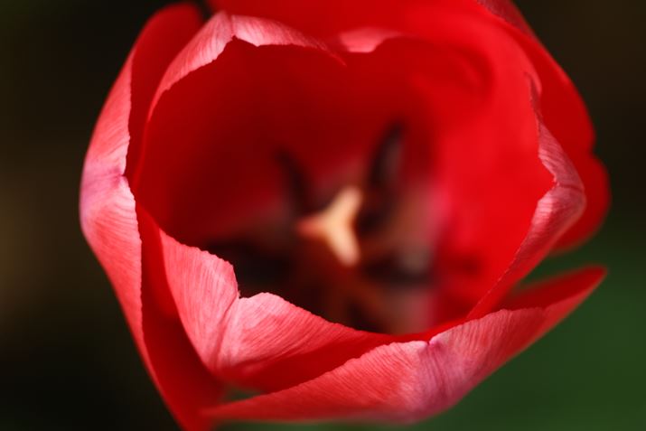 X-S10AXF70-300mmF4-5.6 R LM OIS WRA300mmi35mmZ457mmjAISO160AF5.6A1/240bAzCgoXFI[gAtBV~[VFPROVIA/X^_[hA_Ci~bNWF100AJ[N[EGtFNgFAJPEGBeʐ^i6240×4160A10.2MBj