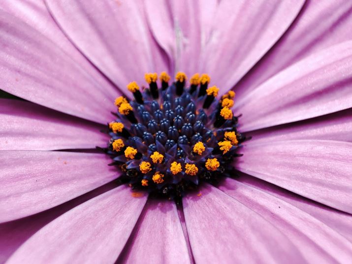 莝ŉԂ̒SBeBԂ}Aԕ̃fBe[Ƃ炦ꂽ