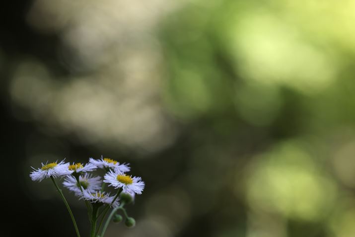 EOS R5ARF70-200mm F4 L IS USMA200mmAISO100AF6.3A1/125bAzCgoXFI[gi͋CDjAsN`[X^CFX^_[hAI[gCeBOIveB}CUFWAӌʕ␳FAcȎ␳FȂAfW^YIveB}CUFiWjAJPEGBeʐ^i8192×5464A13.5MBj