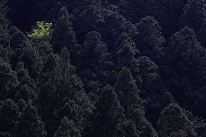 EOS R5ARF70-200mm F4 L IS USMA179mmAISO100AF14A1/80bAzCgoXFI[gi͋CDjAsN`[X^CFiAI[gCeBOIveB}CUFȂAӌʕ␳FAcȎ␳FȂAfW^YIveB}CUFiWjAJRAWŖēx+2^Io␳+0.3Beʐ^i8192×5464A17.8MBj