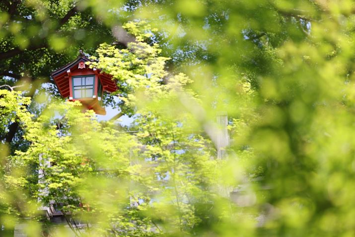 EOS R5ARF70-200mm F4 L IS USMA200mmAISO100AF4A1/320bAzCgoXFI[gi͋CDjAsN`[X^CFX^_[hAI[gCeBOIveB}CUFWAӌʕ␳FAcȎ␳FȂAfW^YIveB}CUFiWjAJPEGBeʐ^i8192×5464A12.2MBj