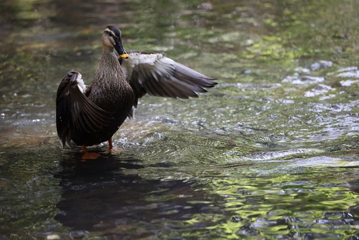 EOS R5ARF70-200mm F4 L IS USMA200mmAISO6400AF4A1/1600bAzCgoXFI[gi͋CDjAsN`[X^CFX^_[hAI[gCeBOIveB}CUFWAӌʕ␳FAcȎ␳FȂAfW^YIveB}CUFiWjAJPEGBeʐ^i8192×5464A17.8MBj