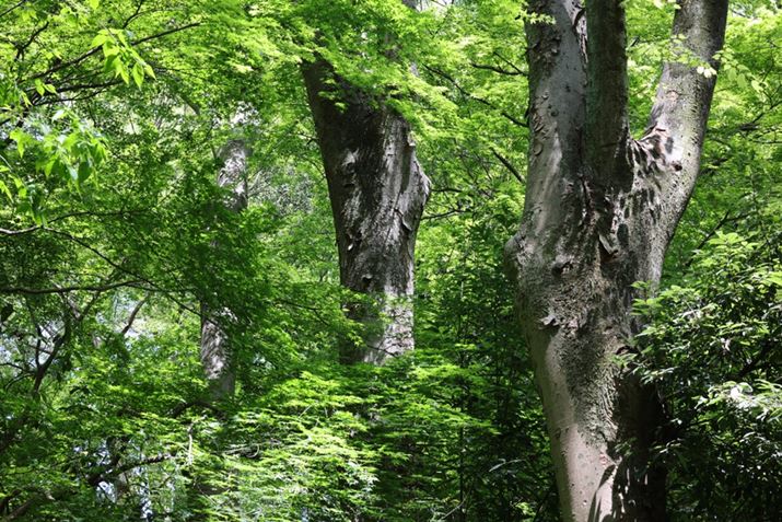 EOS R5ARF70-200mm F4 L IS USMA70mmAISO100AF11A1/10bAzCgoXFI[gi͋CDjAsN`[X^CFX^_[hAI[gCeBOIveB}CUFWAӌʕ␳FAcȎ␳FȂAfW^YIveB}CUFiWjAJPEGBeʐ^i8192×5464A27.9MBj