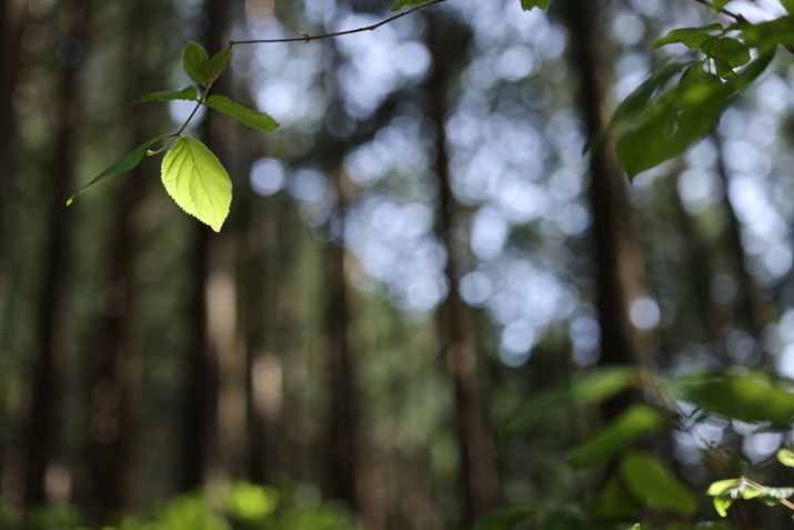 EOS R5ARF70-200mm F4 L IS USMA70mmAISO100AF4A1/200bAzCgoXFzAsN`[X^CFX^_[hAI[gCeBOIveB}CUFWAӌʕ␳FAcȎ␳FȂAfW^YIveB}CUFiWjAJPEGBeʐ^i8192×5464A9.2MBj