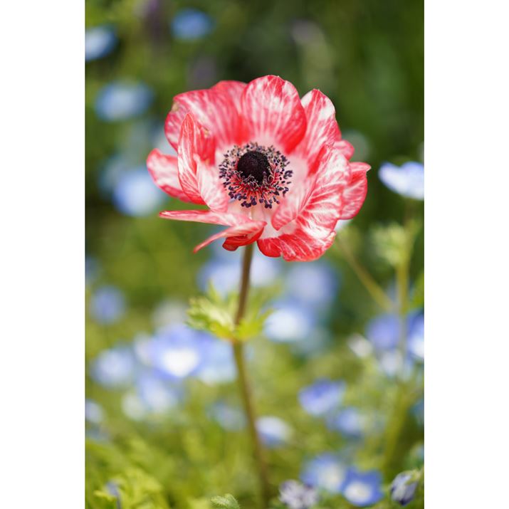 7CAFE 50mm F2.5 GAF2.5A1/800bAISO100AzCgoXFI[giDݒFWjANGCeBuX^CFX^_[hADWIveB}CU[FI[gAcȎ␳FI[gA{F␳FI[gAӌ␳FI[gAJPEGBeʐ^i4000×6000A10.2MBj