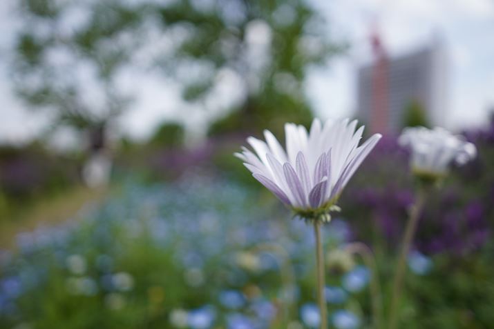 7CAFE 24mm F2.8 GAF2.8A1/1600bAISO100AzCgoXFI[giDݒFWjANGCeBuX^CFX^_[hADWIveB}CU[FI[gAcȎ␳FI[gA{F␳FI[gAӌ␳FI[gAJPEGBeʐ^i6000×4000A8.9MBj