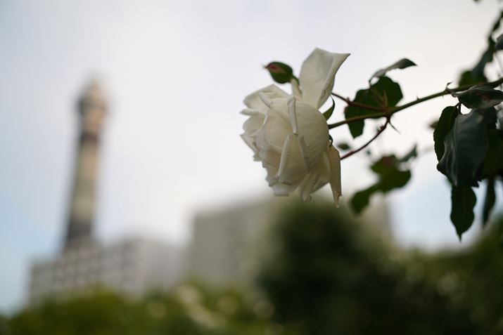 7CAFE 40mm F2.5 GAF2.5A1/250bAISO100AzCgoXFI[giDݒF͋CDjANGCeBuX^CFX^_[hADWIveB}CU[FI[gAcȎ␳FI[gA{F␳FI[gAӌ␳FI[gAJPEGBeʐ^i6000×4000A8.4MBj