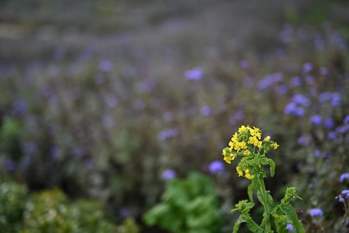 Z 7IIANIKKOR Z 50mm f/1.2 SAF1.2A1/640bAISO64AWBFI[g1AsN`[Rg[FX^_[hAANeBuD-CeBOFȂABlbgRg[FWAܕ␳FA䂪ݕ␳FAJPEGBeʐ^i8256×5504A17.2MBj