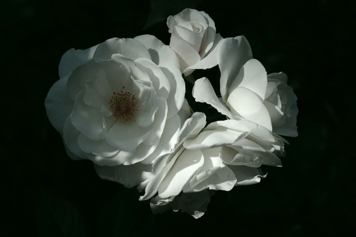 K-3 Mark IIIAHD PENTAX-DA 40mmF2.8 LimitedA40mmi35mmZ61mmjAISO100AF5.6A1/320bAzCgoXFI[gAJX^C[WFciFO[jA_Ci~bNW␳FI[ginCCg␳AV[h␳ƂjAӌʕ␳FI[gAfBXg[V␳FIA{F␳FIAܕ␳FIAtW␳FItAJPEGBeʐ^i6192×4128A5.8MBj