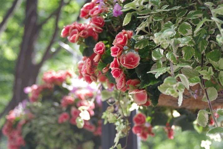 K-3 Mark IIIAHD PENTAX-DA 40mmF2.8 LimitedA40mmi35mmZ61mmjAISO100AF2.8A1/160bAzCgoXFI[gAJX^C[WFi`A_Ci~bNW␳FI[ginCCg␳AV[h␳ƂjAӌʕ␳FI[gAfBXg[V␳FIA{F␳FIAܕ␳FIAtW␳FItAJPEGBeʐ^i6192×4128A12.1MBj