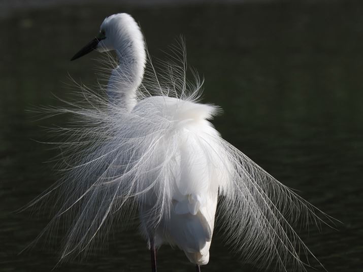 E-M1XAM.ZUIKO DIGITAL ED 150-400mm F4.5 TC1.25x IS PROAMC-20gpA800mmi35mmZ1600mmjAISO800AF11A1/2000bAzCgoXFI[gAsN`[[hFi-FinishAKFWAnCCgVhERg[Fԕ-1AJPEGBeʐ^i5184×3888A9.4MBj