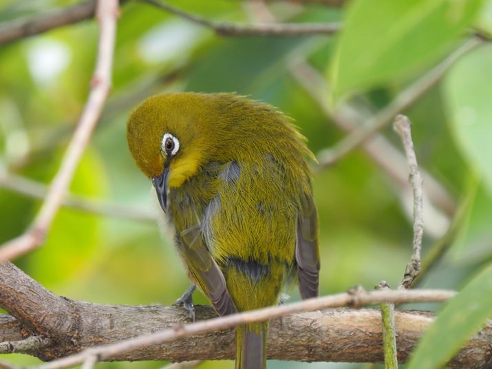 E-M1XAM.ZUIKO DIGITAL ED 150-400mm F4.5 TC1.25x IS PROAeR{MC-20gpA1000mmi35mmZ2000mmjAISO800AF11A1/80bAzCgoXFI[gAsN`[[hFi-FinishAKFWAJPEGBeʐ^i5184×3888A12.0MBj