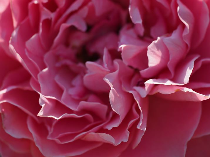 E-M1XAM.ZUIKO DIGITAL ED 150-400mm F4.5 TC1.25x IS PROA400mmi35mmZ800mmjAISO250AF4.5A1/800bAzCgoXFI[gAsN`[[hFi-FinishAKFWAJPEGBeʐ^i5184×3888A8.3MBj