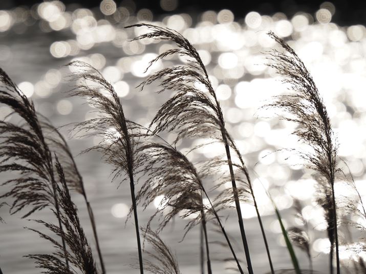 E-M1XAM.ZUIKO DIGITAL ED 150-400mm F4.5 TC1.25x IS PROA266mmi35mmZ532mmjAISO200AF6.3A1/3200bAzCgoXFI[gAsN`[[hFi-FinishAKFWAJPEGBeʐ^i5184×3888A9.3MBj