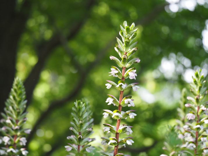 E-M1XAM.ZUIKO DIGITAL ED 150-400mm F4.5 TC1.25x IS PROA150mmi35mmZ300mmjAISO800AF4.5A1/250bAzCgoXFI[gAsN`[[hFi-FinishAKFWAJPEGBeʐ^i5184×3888A9.9MBj